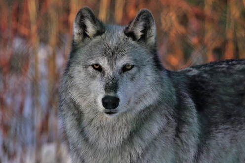 Wolf Mountain Nature Center Southern Tier Tuesdays